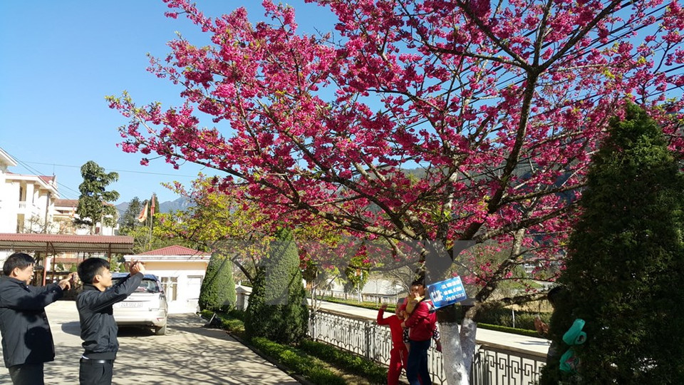 Turistas sacan fotos con flores (Fuente: VNA)