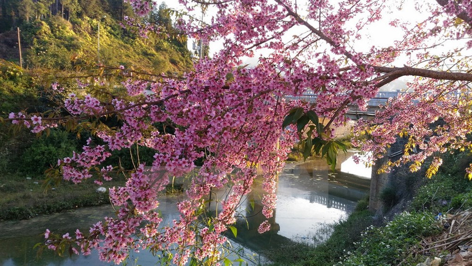 Las flores de cerezo embellecen Sa Pa (Fuente: VNA)