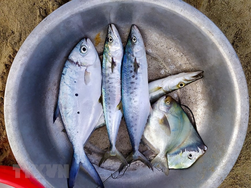 Se clasifican los peces para la venta (Fuente: VNA)