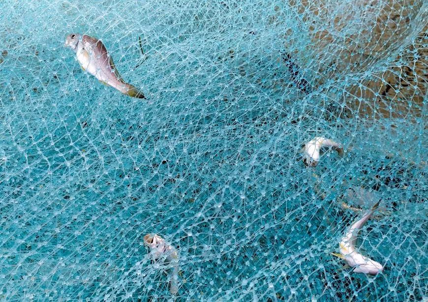 Peces atrapados en la malla (Fuente: VNA)