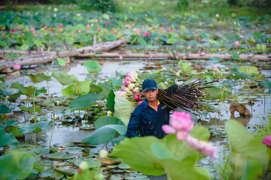 Según La Tien Hiep, el Centro comenzó a construirse y desarrollarse a partir de junio de 2019. Después de dos años, el centro ahora posee 167 especies de loto y ha creado cuatro nuevas variedades de loto con fragancia más duradera y colores más bellos, así como alta resistencia a las condiciones climáticas desfavorables. En este tanque, miles de flores de loto tiñen el lugar de múltiples colores desde rosa, amarillo, blanco y rojizo, entre otros. Todos los días, este sitio produce de 800 a mil flores de loto de todo tipo, lo que crea un panorama muy atractivo para los visitantes una vez lleguen aquí (Fuente: Vietnamplus)