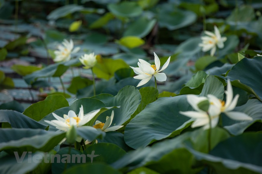 De mayo a julio del calendario lunar, las lagunas en la zona occidental de Hanoi se cubren con el color rosado de las flores de loto y el verde de sus hojas. La imagen de esta flor, por su belleza prístina, es un símbolo de la cultura, el espíritu y el carácter de los vietnamitas. En su temporada de florecimiento, esta especie conocida como la flor nacional, está omnipresente por todo el país, incluido Hanoi donde también tiene muchas variedades preciosas de loto. En el budismo, el significado de la flor de loto es la pureza del cuerpo y del alma de las personas (Fuente: Vietnamplus)