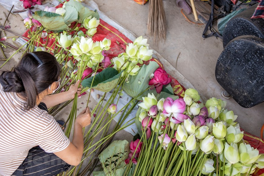 La flor de loto tiene un aroma agradable. Para muchas personas, la flor blanca tiene una belleza más pura. Esta flor tiene la capacidad de sobrevivir en entornos difíciles, como las zonas pantanosas, de allí que sea frecuentemente asociada con los complejos procesos vitales que debe enfrentar el ser humano. A la flor de loto se le considera una planta sagrada en Vietnam y también China y la India, por lo cual se le han atribuido múltiples significados y simbolismos. La imagen de esta flor, por su belleza prístina, es un símbolo de la cultura, el espíritu y el carácter del hombre vietnamita en la historia (Fuente: Vietnamplus)