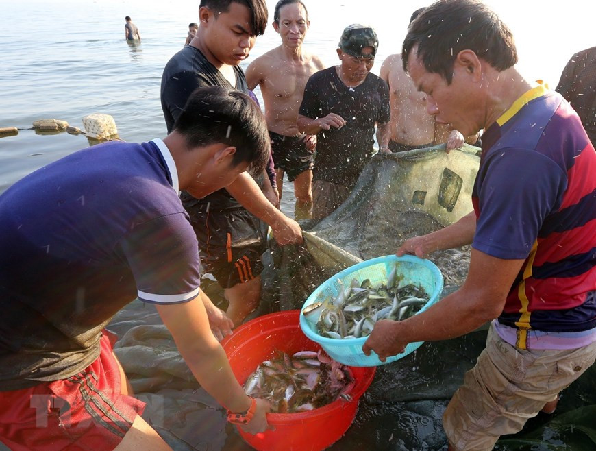  Así se recogen los peces y camarones capturados con mallas (Fuente: VNA)