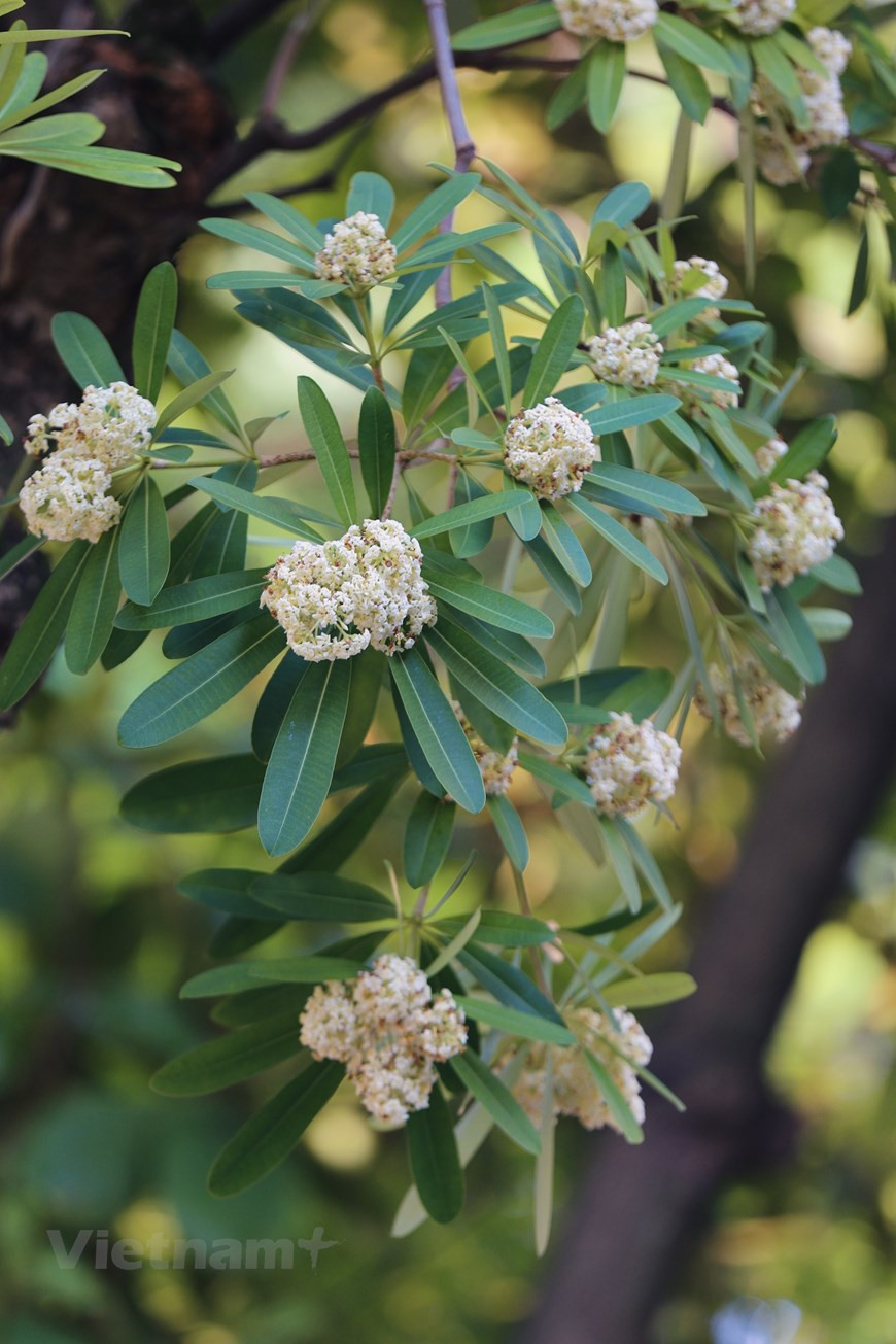 La urbe también entra en la temporada de la caída de hojas y la floración de muchas plantas, especialmente el Alstonia scholaris, una característica singular de Hanoi. Las calles famosas con el apasionado aromas de las flores de Alstonia scholaris son Trung Hoa, Nguyen Du, Quan Thanh y Nguyen Chi Thanh. Muchas personas que se van lejos de Hanoi siempre anhelan ese aroma perfumado. Al enumerar las razones para amar Hanoi, nadie puede ignorar esta particularidad indispensable. El árbol de Alstonia scholaris crece rápido, tiene pocas plagas y enfermedades y da sombra todo el año, por lo que se cultiva mucho a lo largo de las calles. (Foto: Vietnam+)