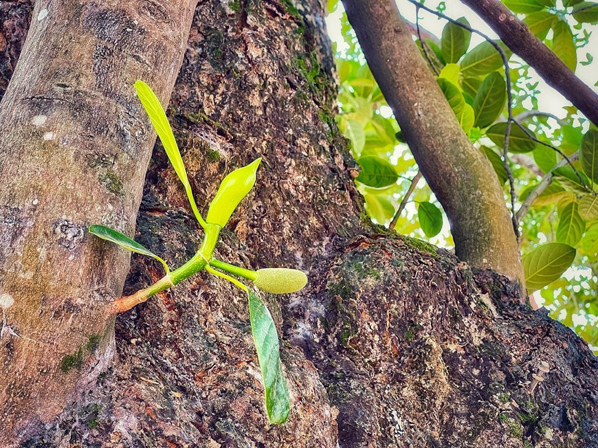 La huella del tiempo se ve en cada rama del árbol, que se extiende a lo largo del patio. La yaca es un árbol perenne erecto que crece hasta 30 metros de altura y de 80 a 200 centímetros de diámetro. Todas las partes de la planta (tronco, hojas y frutos) contienen látex blanco y pegajoso. La yaca es una de las frutas más grandes del mundo, con un peso de cuatro a 40 kilogramos. La fruta tiene una forma aproximadamente oblonga. La piel es extremadamente áspera y gruesa. El interior de la fruta contiene la pulpa comestible, dulce, aromática, crujiente, suave o derretida que envuelve cada semilla. La yaca completamente madura produce un aroma bastante fuerte. (Foto: Vietnamplus)