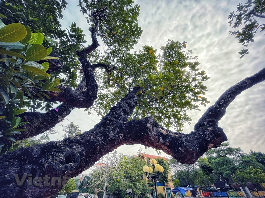 El recinto que rodea al antiguo árbol de yaca se convierte en una parada habitual para que los aldeanos locales se relajen y descansen todas las tardes. Con su forma áspera y pintoresca, el árbol también acapara la atención de los visitantes en la localidad. La yaca es la fruta más grande y también la más difícil de abrir. A menudo se come cruda. La yaca es rica en nutrientes, minerales y vitaminas que son buenos para el cuerpo humano. Proporciona muchos beneficios para la salud, desde fortalecer el sistema inmunológico, combatir el cáncer, ayudar al sistema digestivo, mantener los ojos y la piel saludables, reducir el colesterol en la sangre y prevenir la anemia. Además de su valor nutricional, la yaca también se utiliza como remedio médico. (Foto: Vietnamplus)