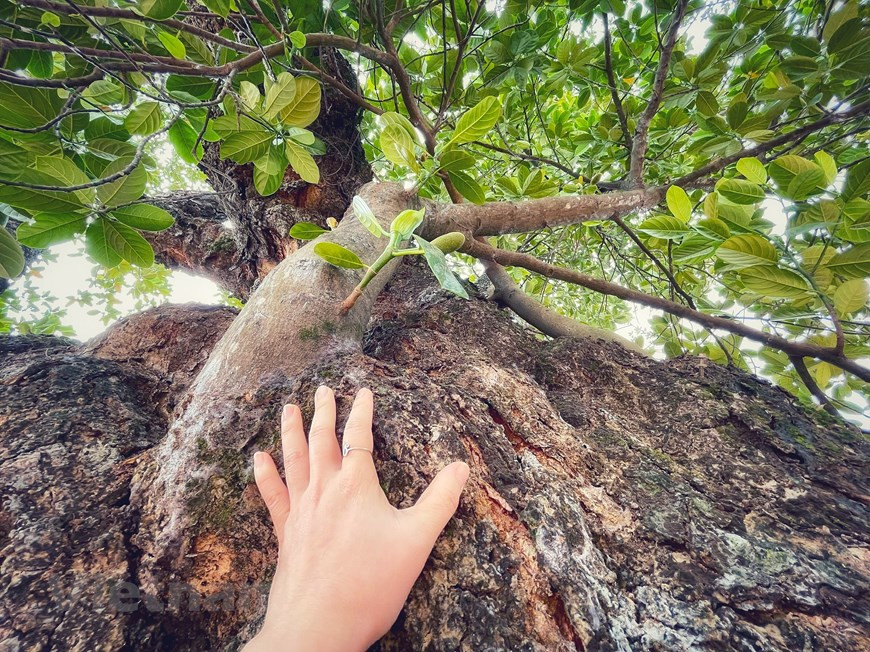 A pesar de su "vejez", el árbol de la yaca todavía da frutos todas las temporadas. En un entorno favorable, la yaca produce frutos durante todo el año con una alta temporada de producción en verano en Vietnam. De este tronco de árbol rugoso, agrietado y mohoso, nacen de 10 a 15 frutos en cada cultivo. En Vietnam, los árboles de yaca suelen dar frutos en verano. Al pesar de cuatro a 40 kilogramos, la yaca se considera una de las frutas más grandes del mundo. Se considera una fruta exótica y tropical, por lo que necesita de cuidados y, sobre todo, buenas condiciones climáticas. (Foto: Vietnamplus)