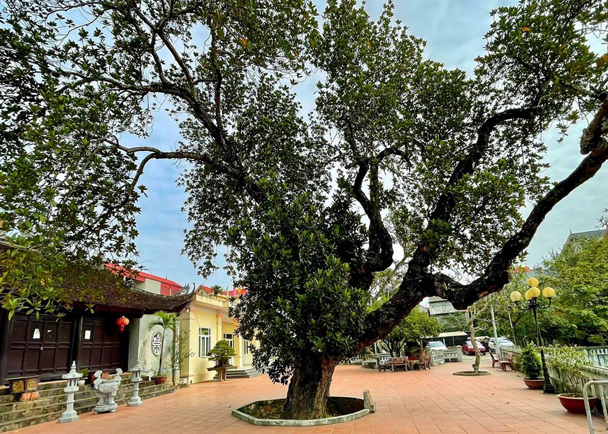 Este árbol de yaca es probablemente el más "más antiguo" de Vietnam. Tiene una forma pintoresca y áspera y ha estado erguido frente a la casa comunal de la aldea Cho en la comuna de Co Loa del distrito Dong Anh en Hanoi durante unos 500 años. La yaca se considera la fruta más grande de Vietnam. Es a menudo de forma ovalada con una cáscara verde, gruesa y puntiaguda. La pulpa está dividida en pequeños segmentos ovalados, pero a diferencia de la naranja, los segmentos internos de la fruta tienen un aspecto similar al de la granada, pero con semillas más grandes y pulpas de color amarillo brillante. Es dulce como la miel, a veces crujiente, pero el más delicioso suele ser tierno con una fragancia aromática. (Foto: Vietnamplus)