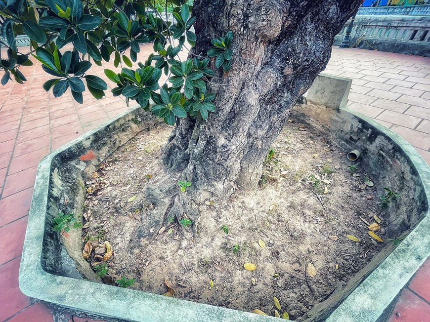 Los ancianos de la aldea de Co Loa dicen que cuando nacieron, el árbol de yaca ya estaba allí y era tan áspero como ahora. Recordaron que el árbol fue plantado hace unos 500 años frente a la casa comunal del pueblo. Se cree que la yaca se originó de las selvas tropicales de las Ghats occidentales de la India. Se extendió pronto a otras partes de la India, el Sudeste Asiático, las Indias Orientales, Filipinas y Australia. A menudo se planta en África central y oriental y es bastante popular en Brasil y Surinam. En Vietnam, las yacas suelen dar frutos en verano. (Foto: Vietnamplus)