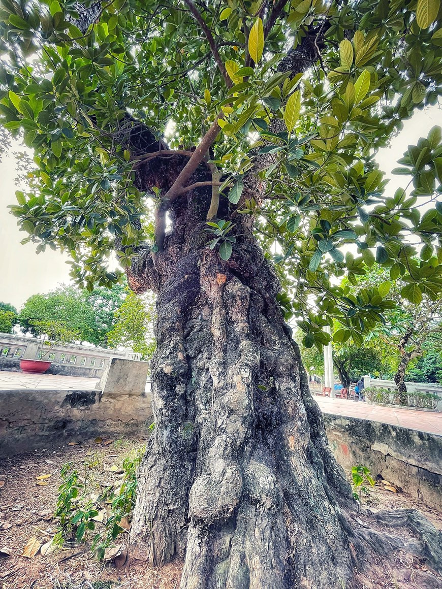 La yaca es un árbol frutal conocido desde hace miles de años, por sus beneficios para la salud humana. Es un árbol perenne, por lo que una vez que se planta da fruto por décadas. Al mismo tiempo, es una planta fácil de cuidar que no requiere el esfuerzo del cultivador. A parte de su utilidad para la salud, la yaca también se considera una planta que aporta un alto valor económico. Se utiliza mucho en la cocina, así como en la industria alimenticia para producir yaca seca, jugos y confitería, etecétera. Además, se exporta a los mercados en muchos países. El tronco del árbol da una madera preciosa que se puede emplear para la fabricación de muebles y marquetería, y en la construcción. (Foto: Vietnamplus)