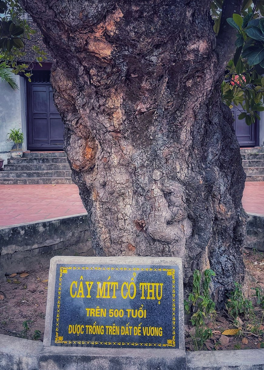 Este árbol de yaca fue plantado por los residentes en la antigua ciudadela de Co Loa hace 500 años. Co Loa ahora constituye no solo una reliquia cultural y evidencia de la creatividad y el nivel técnico de los antiguos vietnamitas, sino también un destino ideal y atractivo para los turistas de la localidad. Descrita como la ciudadela antigua más grande de Vietnam, la reliquia histórica de Co Loa cubre unas 500 hectáreas. Fue construida por orden del rey An Duong Vuong en el siglo III a.C. como la capital de la entonces Au Lac (ahora Vietnam), en el distrito periférico de Dong Anh en Hanoi. (Foto: Vietnamplus)