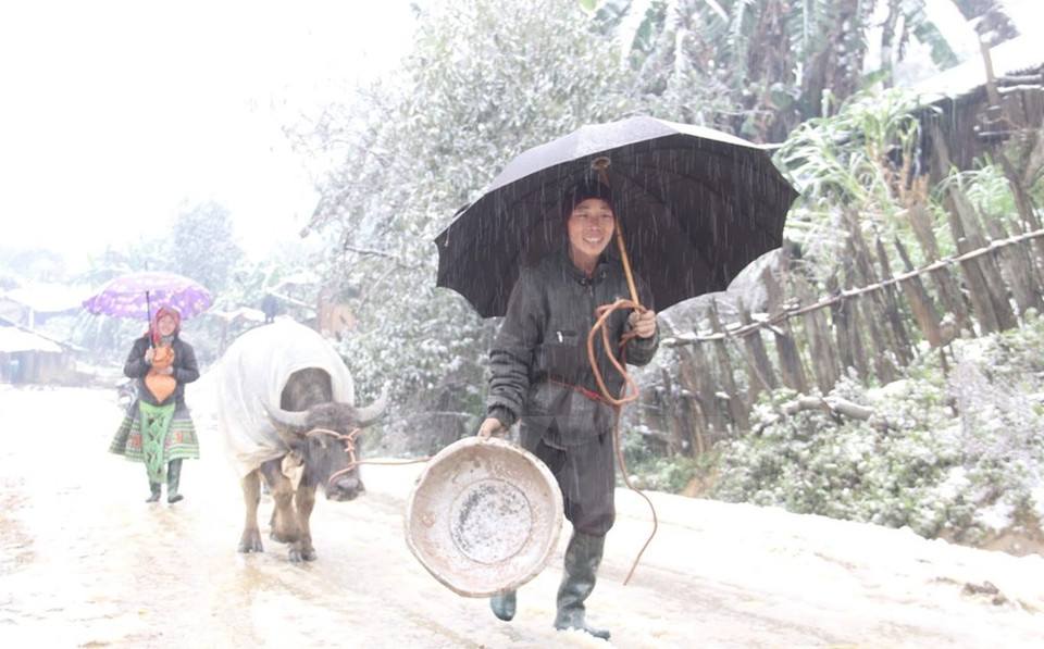 Residentes en Ban Mu, provincia norteña de Yen Bai, regresan a casa con su res. Se deben mantener a los animales en lugares seguros en el tiempo helado (Fuente: VNA)