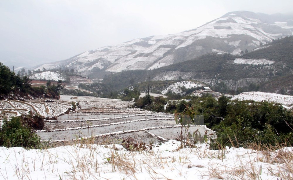 Nieves en terrazas de Yen Bai (Fuente: VNA)
