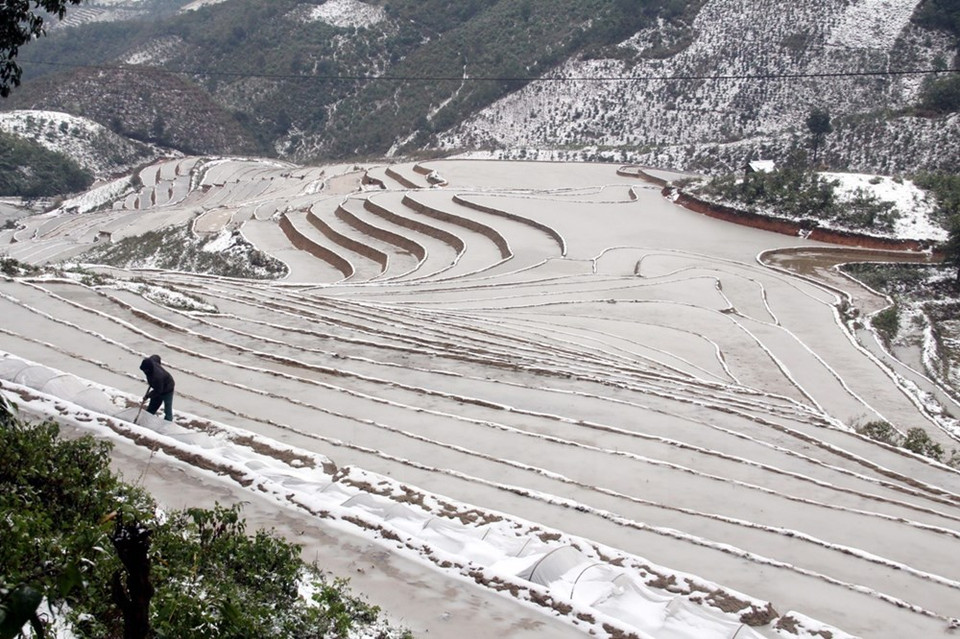 Agricultores cubren las terrazas de arroz con nilón (Fuente: VNA)
