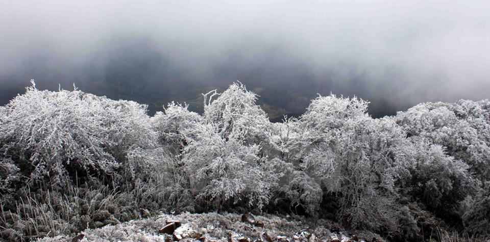 Plantas en la montaña Phja Oac (Fuente: VNA)