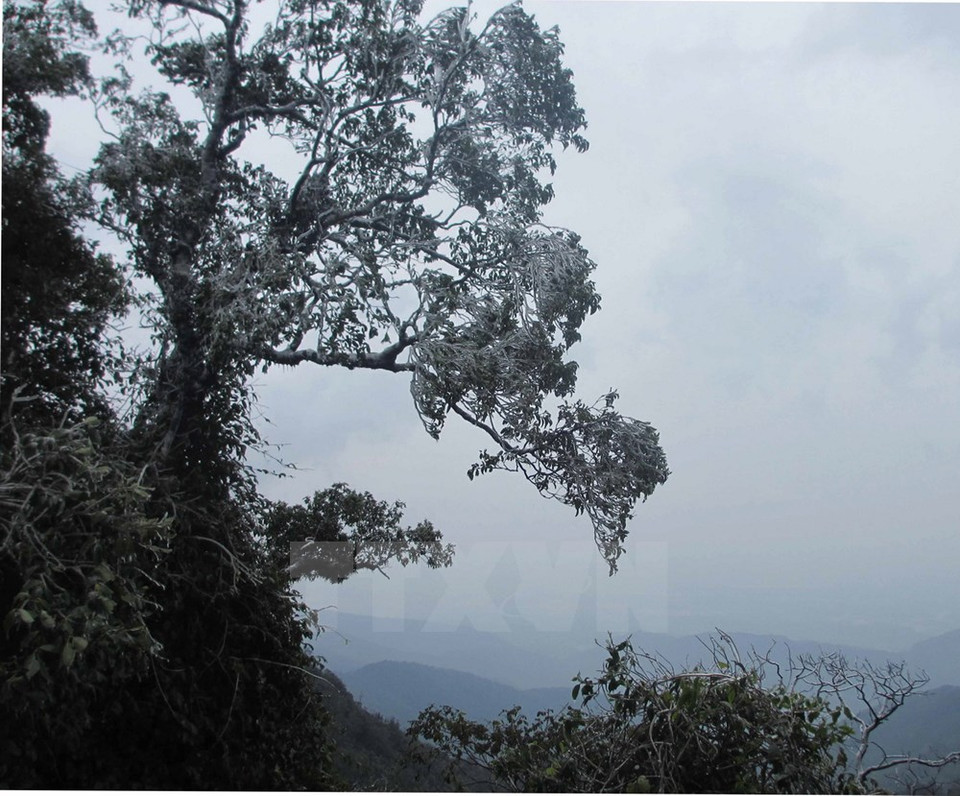 Tam Dao, provincia norteña de Vinh Phuc, sufre el tiempo bajo cero (Fuente: VNA)