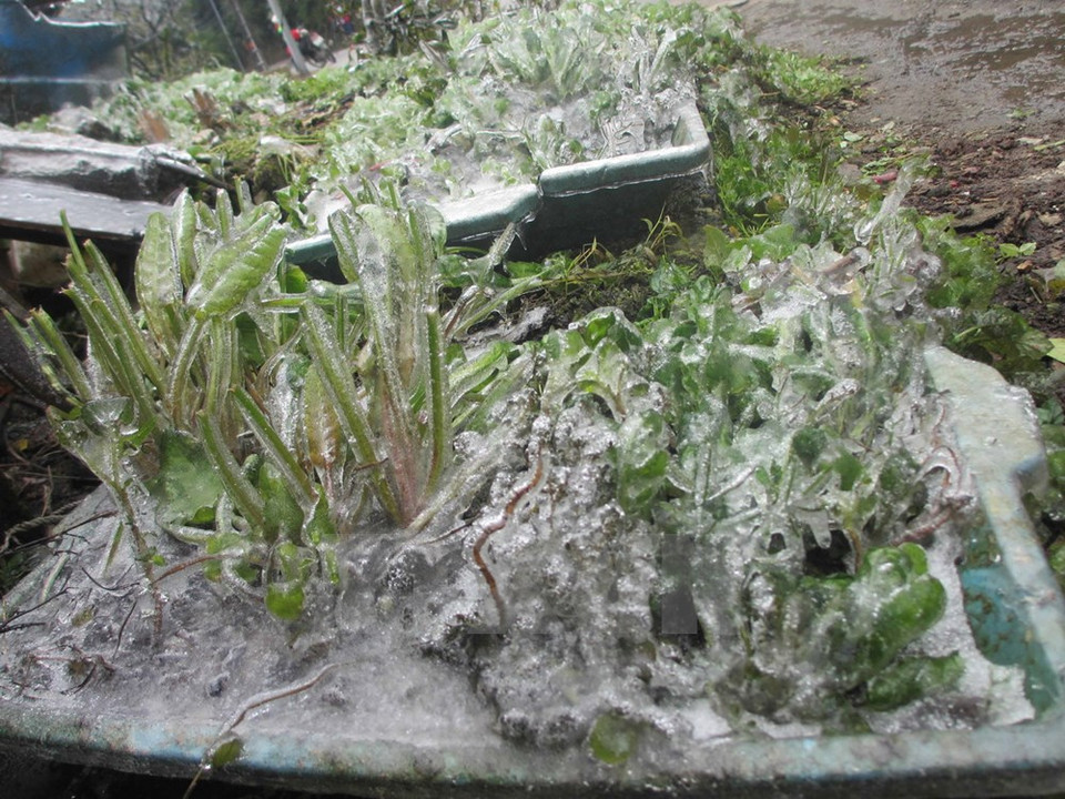 Tam Dao, provincia norteña de Vinh Phuc, sufre el tiempo bajo cero (Fuente: VNA)