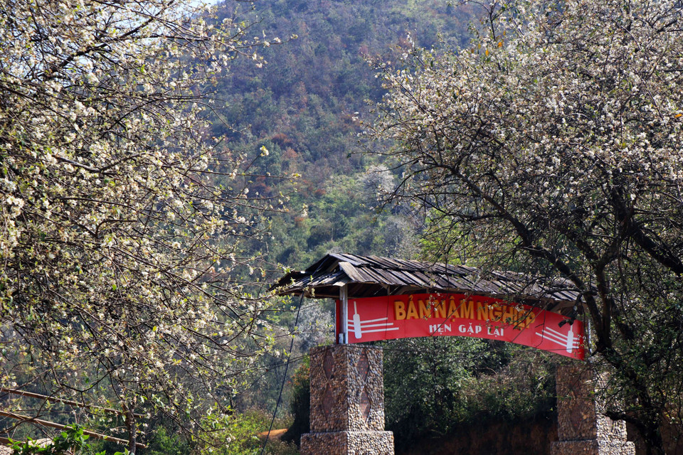 La comuna de Ngoc Chien en la provincia montañosa de Son La se embellece con el color blanco de las flores Son Tra (Fuente: VNA)