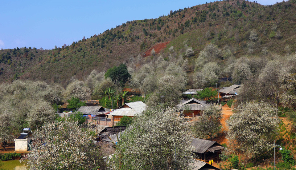 La belleza de las flores Son Tra blanca en la comuna de Ngoc Chien de la provincia montañosa de Son La (Fuente: VNA)