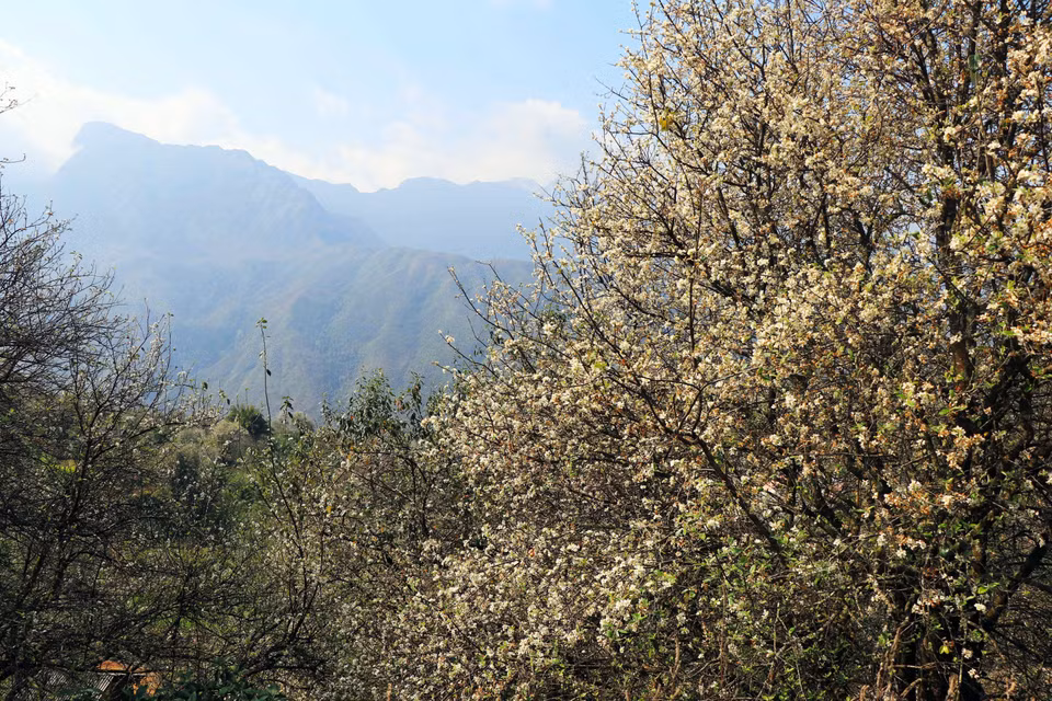 La comuna de Ngoc Chien en la provincia montañosa de Son La se embellece con el color blanco de las flores Son Tra (Fuente: VNA)
