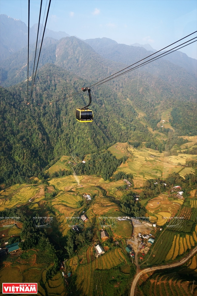 El sistema del teleférico de Fansipan atraviesa el valle de Muong Hoa, con arrozales dorados. Foto: Nguyen Thang
