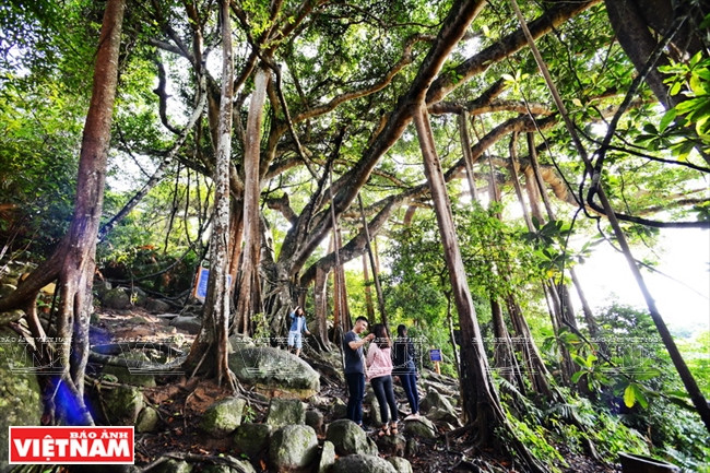 El antiguo baniano en el bosque primario en la península de Son Tra tiene más de 800 de años de edad y de 22 metros de altura, y la circunferencia del tronco principal y el grupo de troncos secundarios es de casi 100metros (Fuente: VNA)