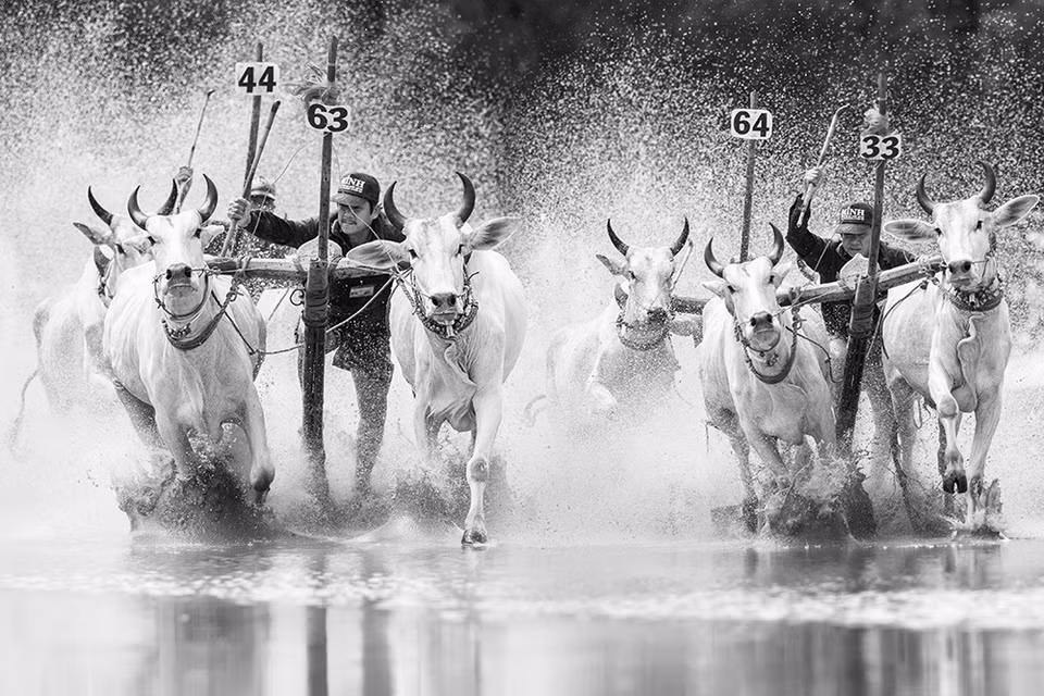Carrera de vacas de etnia Khmer en Kien Giang (Foto: JetHuynh/Picfair)