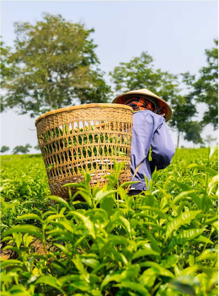Campos de té en la provincia altiplana de Lam Dong (Foto: Tom Phung / Picfair)