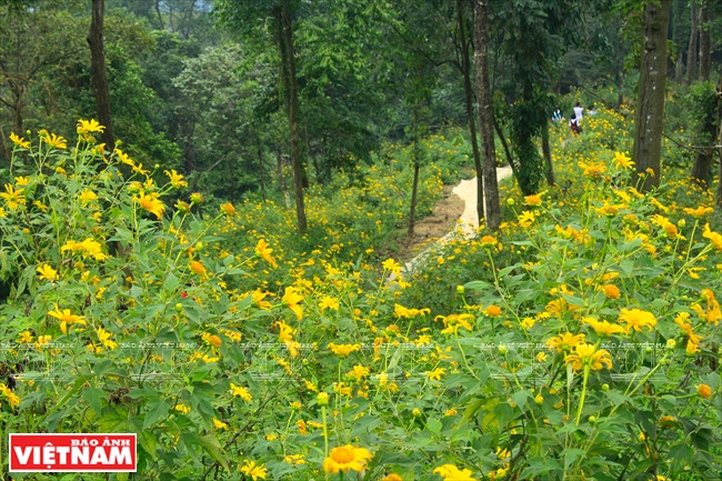 Girasoles silvestres crecidos en la primera capa del Parque Nacional de Ba Vi. (Fuente: VNA)