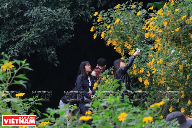 En la zona 400, hay un hermoso camino alrededor de las montañas formando un lazo lleno de impresionantes girasoles silvestres. (Fuente: VNA)