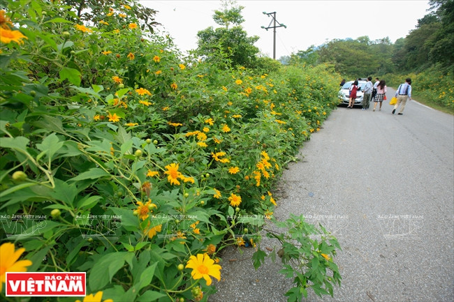 Antes de llegar a la zona 400 (el punto con más girasoles silvestres) se encuentran muchas paradas donde los visitantes pueden admirar estas hermosas flores amarillas. (Fuente: VNA)