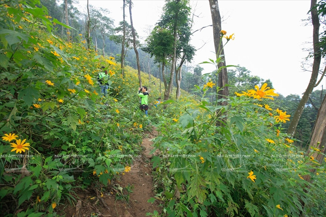 Un rincón lleno de girasoles silvestres en la zona 400, justamente en el camino hacia la montaña Tan. (Fuente: VNA)
