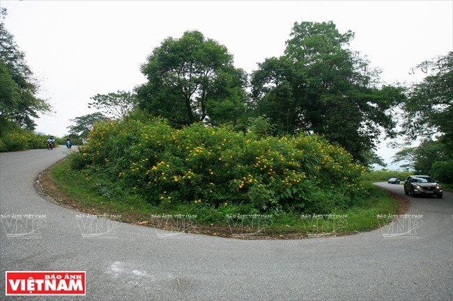 A diferencia de años anteriores, justamente en la entrada del Parque Nacional de Ba Vi, se encuentran los girasoles silvestres en su perfecta floración. (Fuente: VNA)