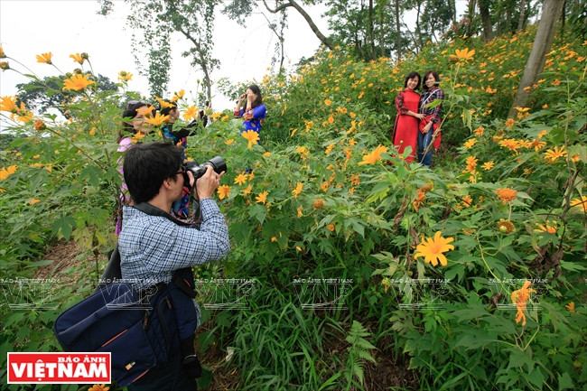 Los fines de semana muchos visitantes eligen este destino para capturar y guardar hermosas imágenes de los girasoles silvestres. (Fuente: VNA)
