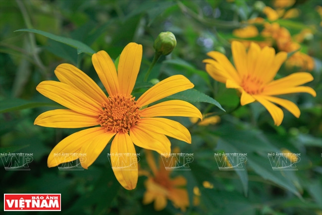 Aunque no son tan grandes como los girasoles convencionales, los silvestres se agrupan creando una alfombra de puro color amarillo. (Fuente: VNA)