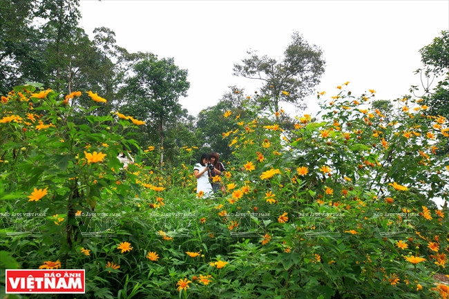 Al final del año es cuando los girasoles silvestres tienen su perfecta floración. (Fuente: VNA)