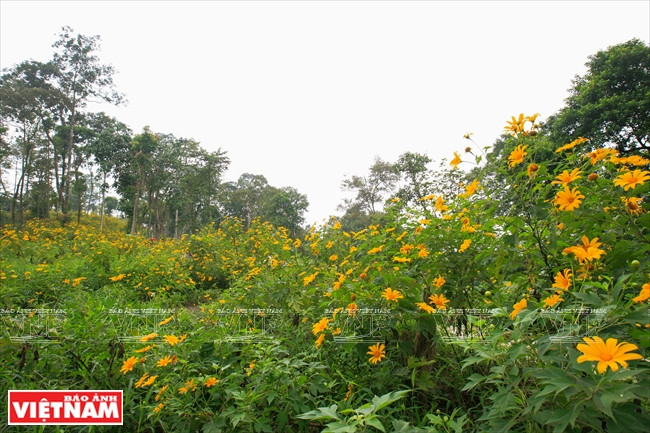 Un rincón lleno de girasoles silvestres en la zona 400, justamente en la carretera hacia la montaña Tan. (Fuente: VNA)