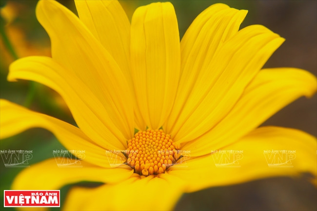 Normalmente, los girasoles silvestres florecen a finales de otoño y principios de invierno (octubre-noviembre), por lo que su floración se conoce como una señal de la estación seca. (Fuente: VNA)