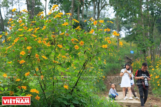 En la zona 400, hay un hermoso camino alrededor de las montañas formando un lazo lleno de impresionantes girasoles silvestres. (Fuente: VNA)