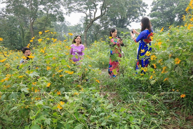 Los fines de semana mucha gente viene a este destino para grabar las más hermosas imágenes de esta amarilla flor. (Fuente: VNA)