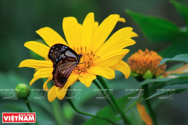 Según los funcionarios forestales, las flores silvestres se ven más bellas en las mañanas, cuando el sol del invierno apenas ha salido, y el rocío todavía aparece en la superficie de hojas y pétalos. (Fuente: VNA)