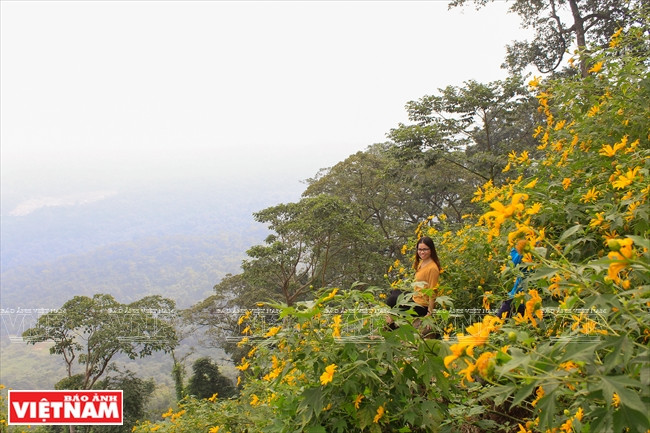 El color amarillo de los girasoles silvestres se extiende creando un poético y atractivo paisaje. (Fuente: VNA)