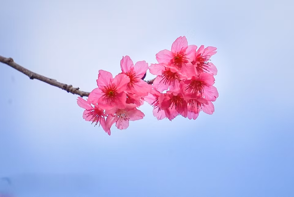La belleza de las flores de cerezo en Moc Chau (Son La). (Foto: VNA)