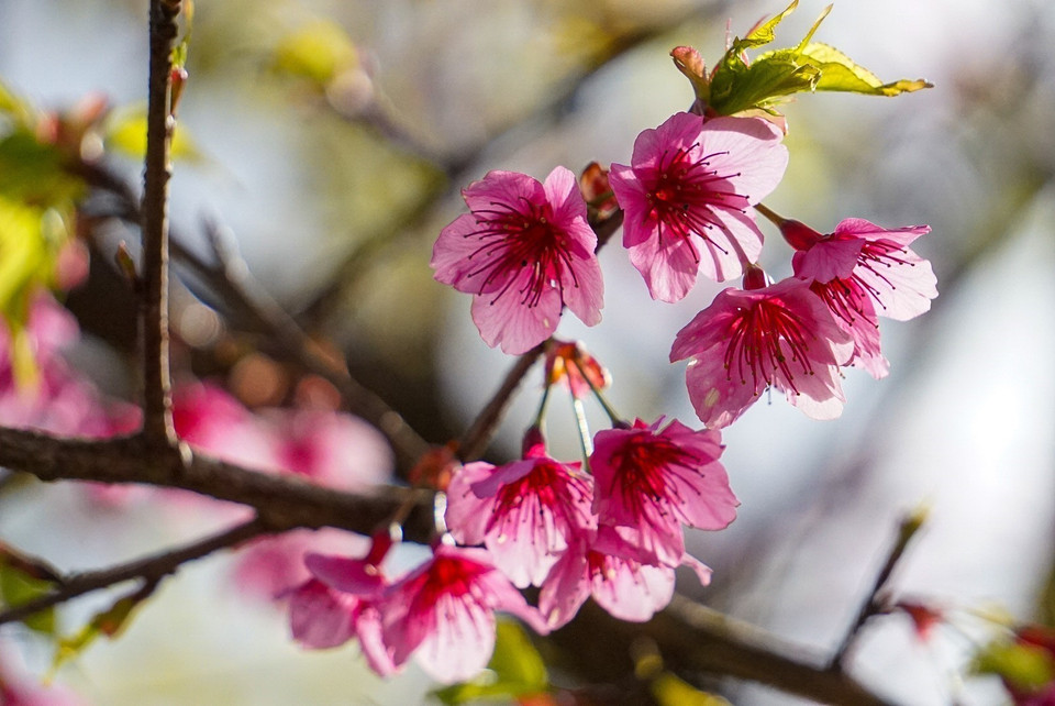 Aunque existen muchos tipos, las flores de cerezo tienen tres colores principales: rojo, rosa y blanco. (Foto: VNA)