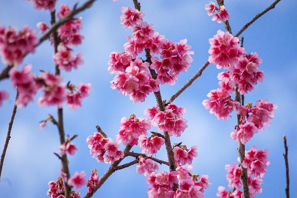 Las flores de cerezo (sakura) son muy típicas de Japón y alcanzan su esplendor en primavera. (Foto: VNA)