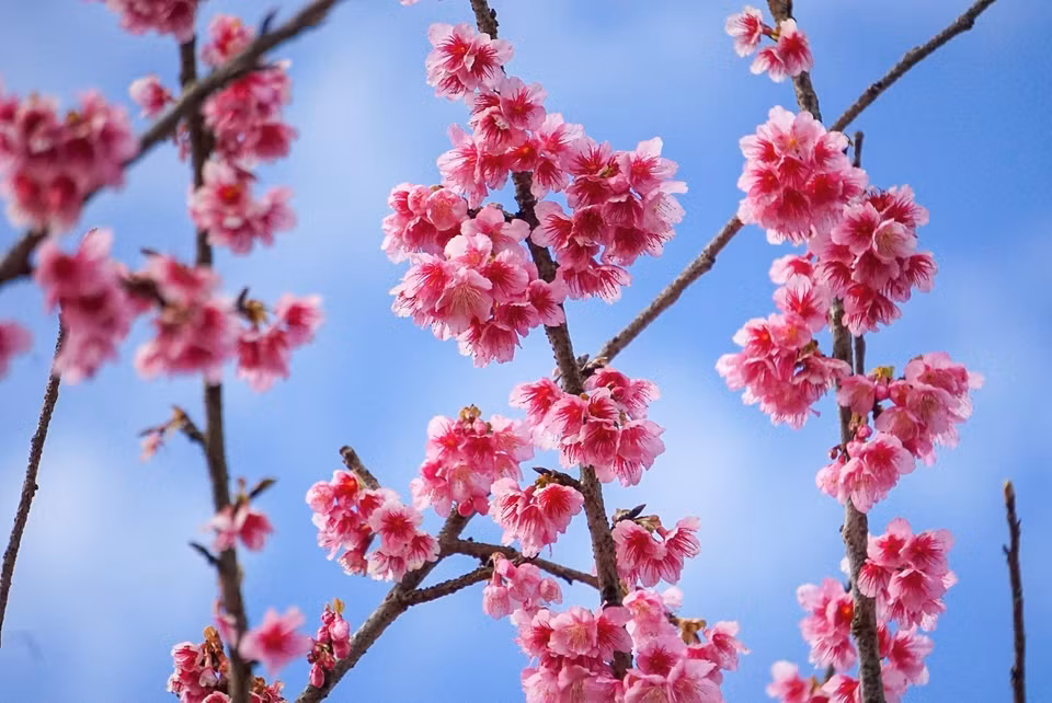 Las flores de cerezo (sakura) son muy típicas de Japón y alcanzan su esplendor en primavera. (Foto: VNA)