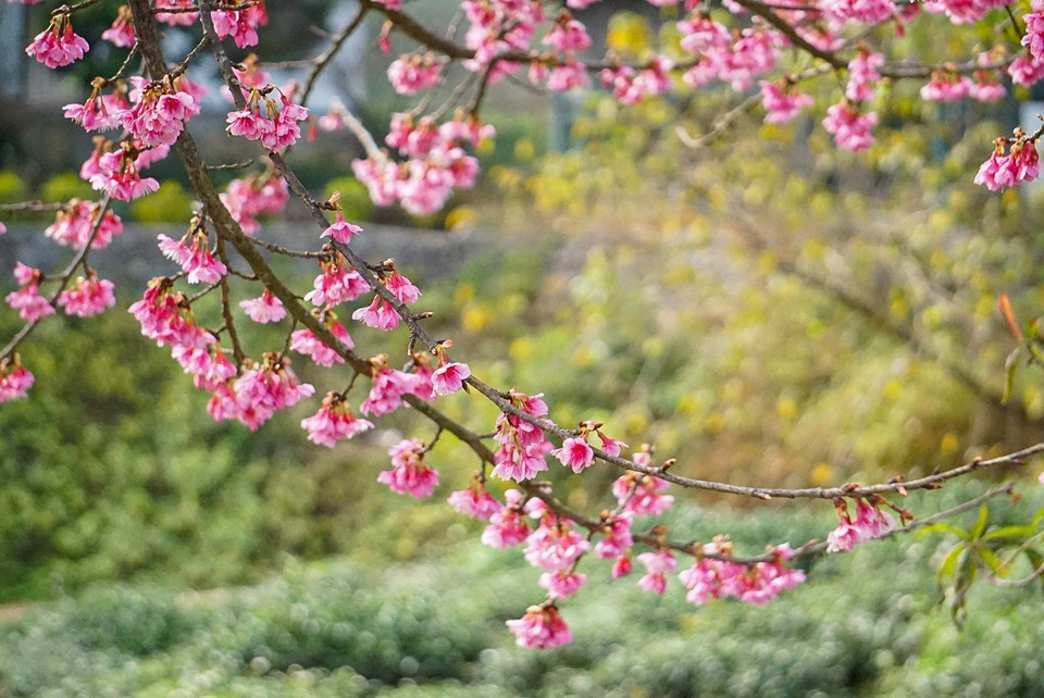 Las flores de cerezo están bastante adaptadas al suelo y al clima de Vietnam. (Foto: VNA)