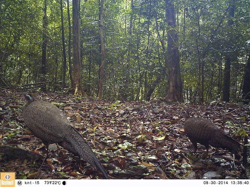 Tri Sao (nombre científico: Rheinardia ocellata) fue fotografiado con una cámara trampa en la Reserva Natural Dong Chau - Khe Nuoc Trong (Foto: VNA)