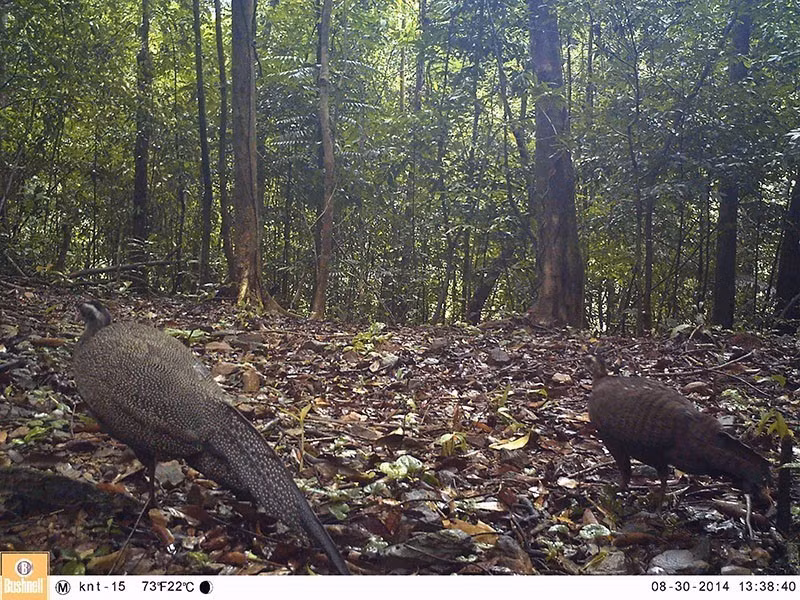 Tri Sao (nombre científico: Rheinardia ocellata) fue fotografiado con una cámara trampa en la Reserva Natural Dong Chau - Khe Nuoc Trong (Foto: VNA)